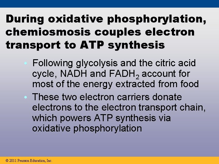 During oxidative phosphorylation, chemiosmosis couples electron transport to ATP synthesis • Following glycolysis and