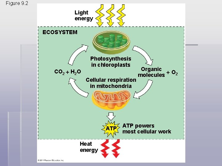 Figure 9. 2 Light energy ECOSYSTEM Photosynthesis in chloroplasts CO 2 H 2 O