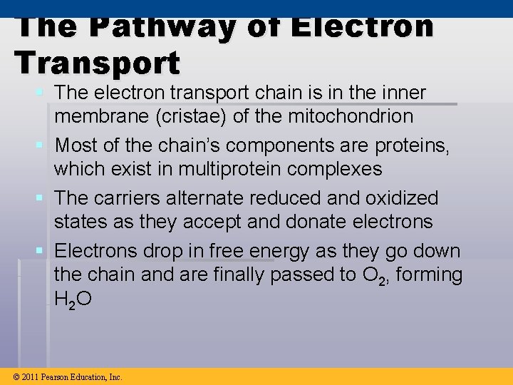 The Pathway of Electron Transport § The electron transport chain is in the inner