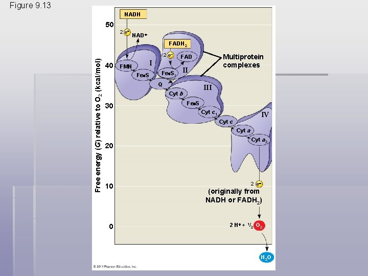 Figure 9. 13 NADH 50 2 e NAD FADH 2 Free energy (G) relative