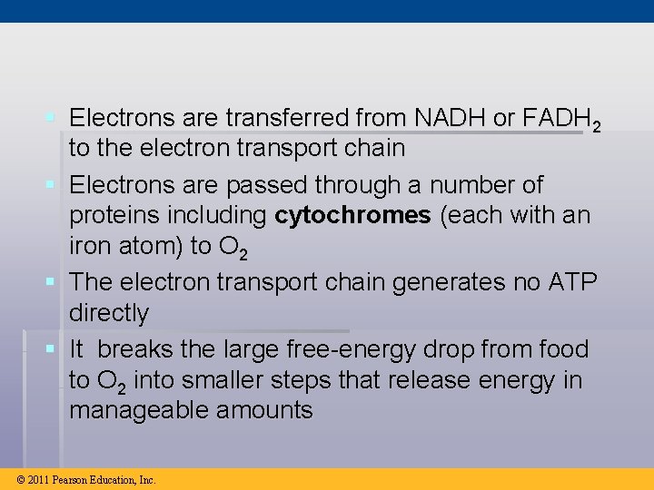 § Electrons are transferred from NADH or FADH 2 to the electron transport chain