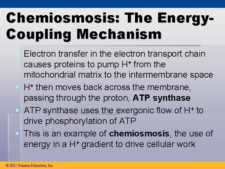 Chemiosmosis: The Energy. Coupling Mechanism § Electron transfer in the electron transport chain causes