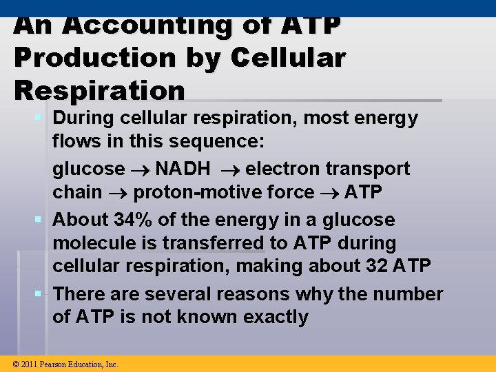 An Accounting of ATP Production by Cellular Respiration § During cellular respiration, most energy