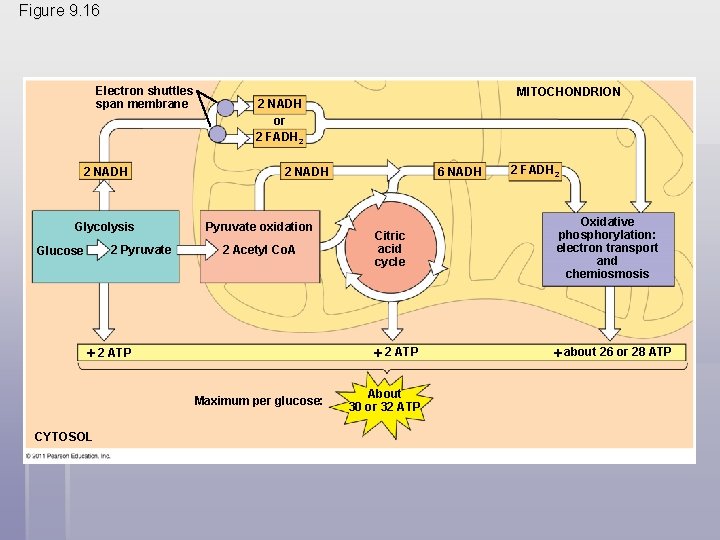 Figure 9. 16 Electron shuttles span membrane 2 NADH Glycolysis 2 Pyruvate Glucose 2