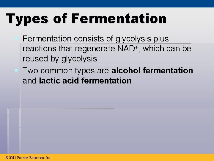 Types of Fermentation § Fermentation consists of glycolysis plus reactions that regenerate NAD+, which