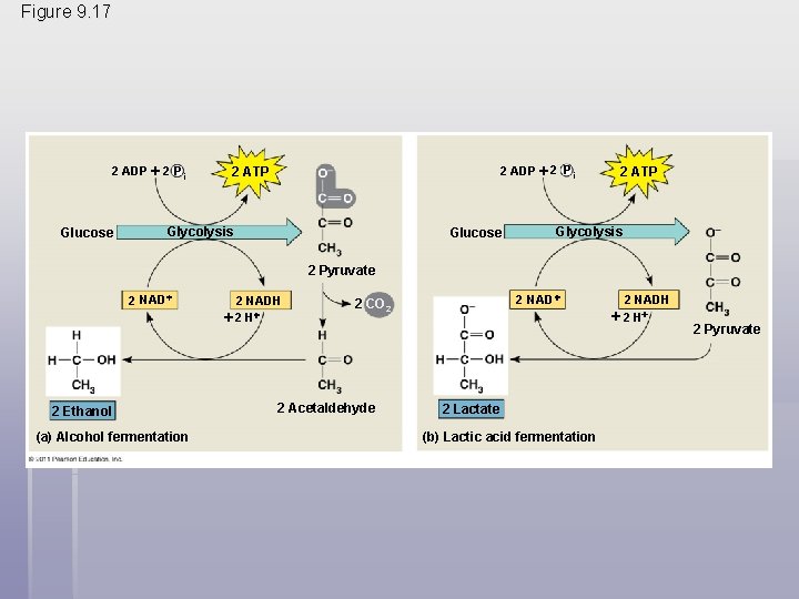 Figure 9. 17 2 ADP 2 P i Glucose 2 ADP 2 P i