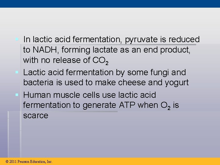 § In lactic acid fermentation, pyruvate is reduced to NADH, forming lactate as an