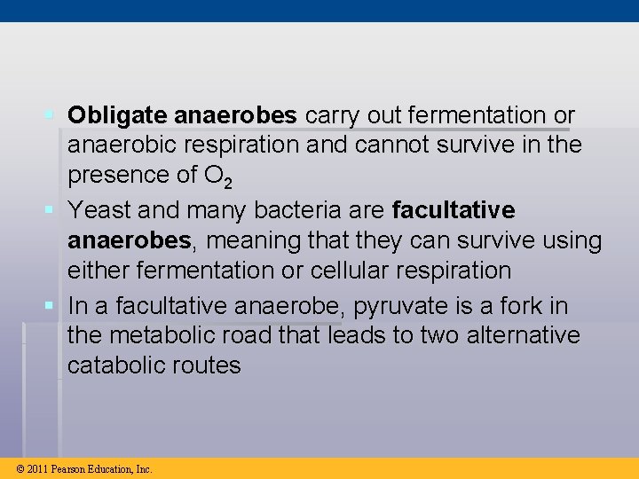 § Obligate anaerobes carry out fermentation or anaerobic respiration and cannot survive in the