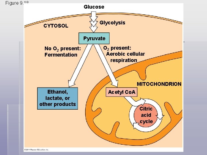 Figure 9. 18 Glucose CYTOSOL Glycolysis Pyruvate No O 2 present: Fermentation O 2