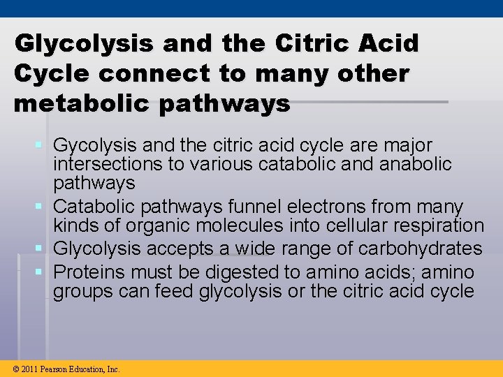 Glycolysis and the Citric Acid Cycle connect to many other metabolic pathways § Gycolysis