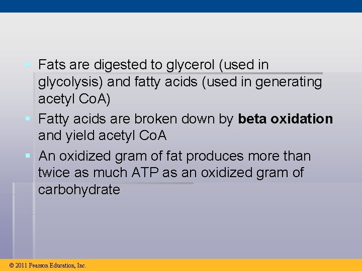 § Fats are digested to glycerol (used in glycolysis) and fatty acids (used in