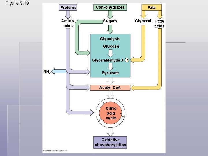 Figure 9. 19 Proteins Carbohydrates Amino acids Sugars Glycolysis Glucose Glyceraldehyde 3 - P