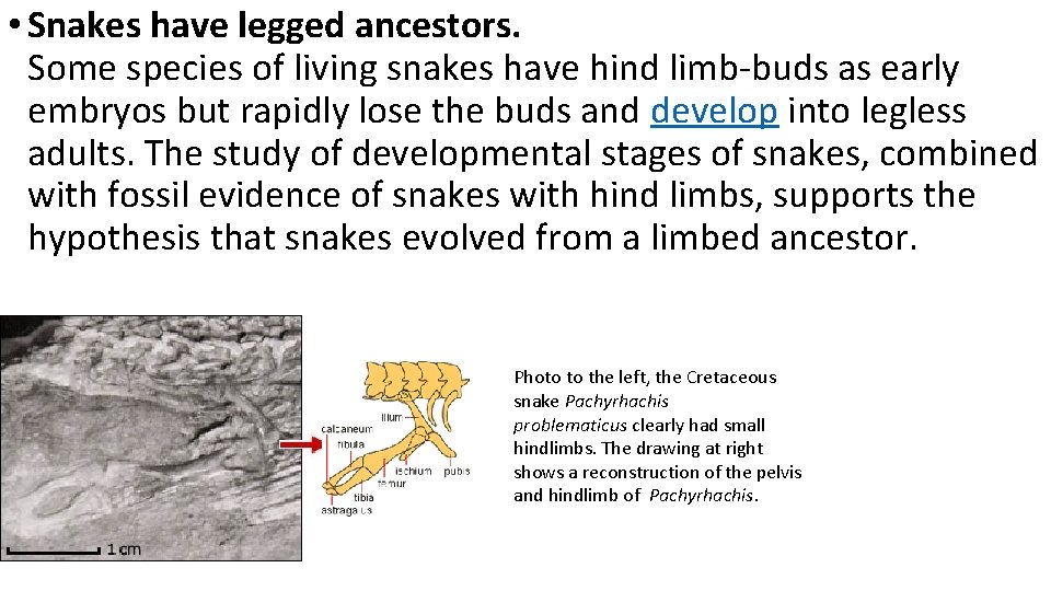  • Snakes have legged ancestors. Some species of living snakes have hind limb-buds