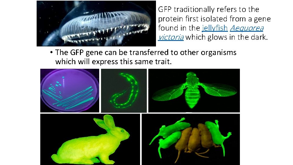 GFP traditionally refers to the protein first isolated from a gene found in the