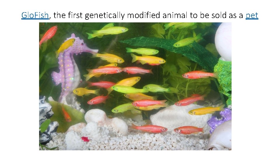 Glo. Fish, the first genetically modified animal to be sold as a pet 