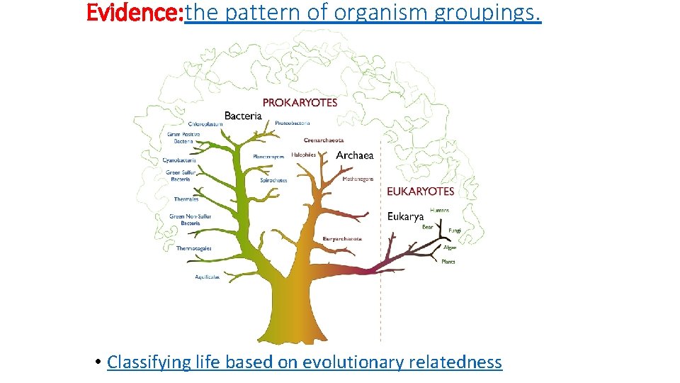 Evidence: the pattern of organism groupings. • Classifying life based on evolutionary relatedness 