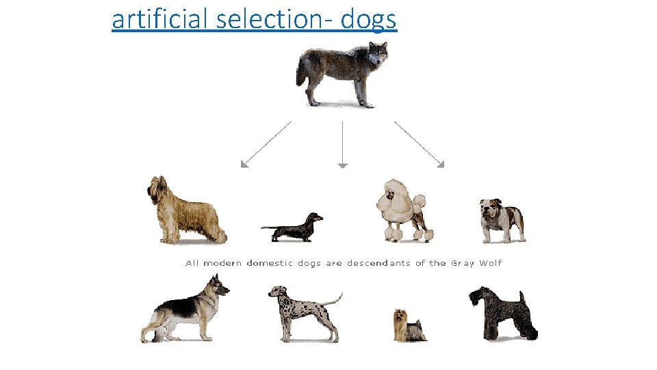 artificial selection- dogs 