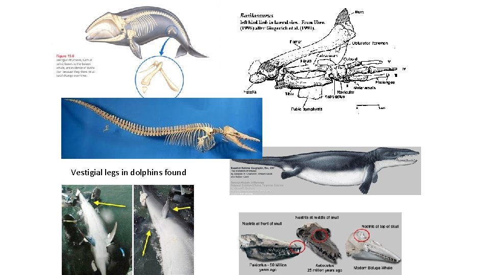 Vestigial legs in dolphins found 
