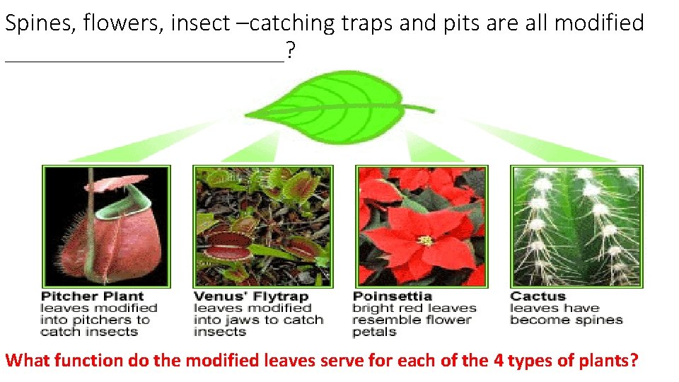 Spines, flowers, insect –catching traps and pits are all modified ___________? What function do