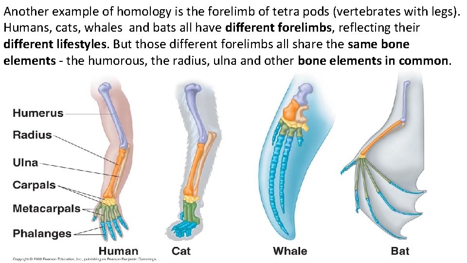 Another example of homology is the forelimb of tetra pods (vertebrates with legs). Humans,