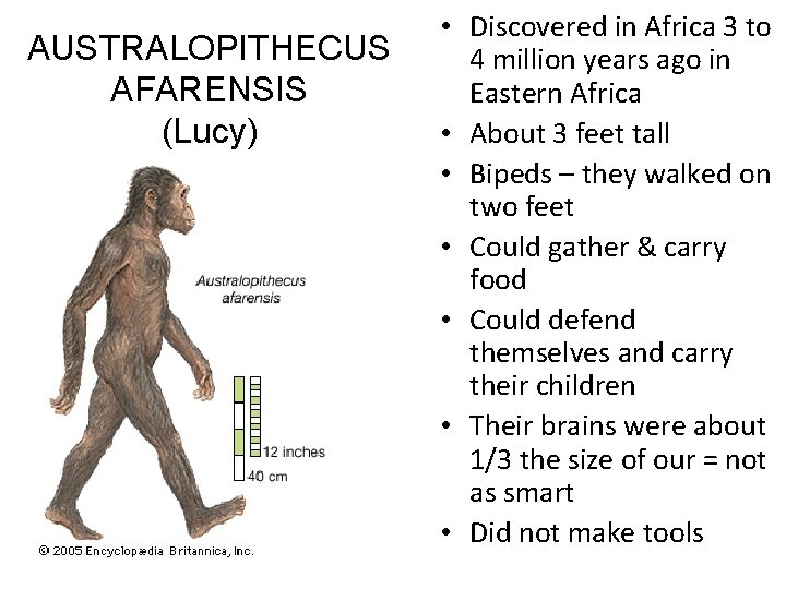 AUSTRALOPITHECUS AFARENSIS (Lucy) • Discovered in Africa 3 to 4 million years ago in