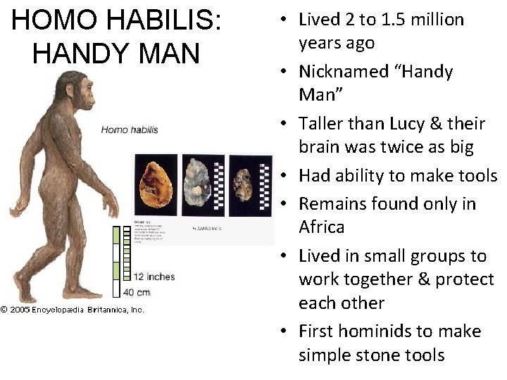 HOMO HABILIS: HANDY MAN • Lived 2 to 1. 5 million years ago •