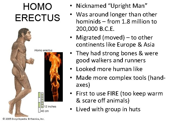 HOMO ERECTUS • Nicknamed “Upright Man” • Was around longer than other hominids –