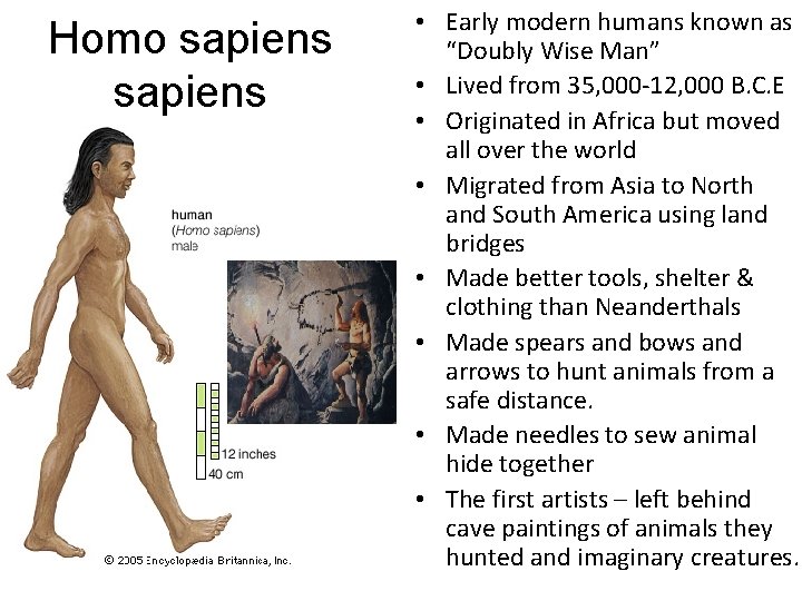 Homo sapiens • Early modern humans known as “Doubly Wise Man” • Lived from