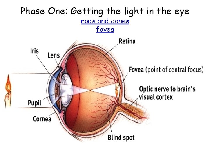 Phase One: Getting the light in the eye rods and cones fovea Phase One: Getting the light in the eye rods and cones fovea