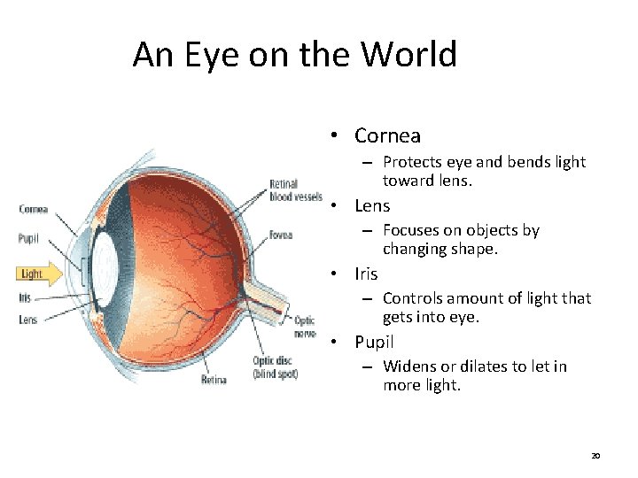 An Eye on the World • Cornea – Protects eye and bends light toward An Eye on the World • Cornea – Protects eye and bends light toward
