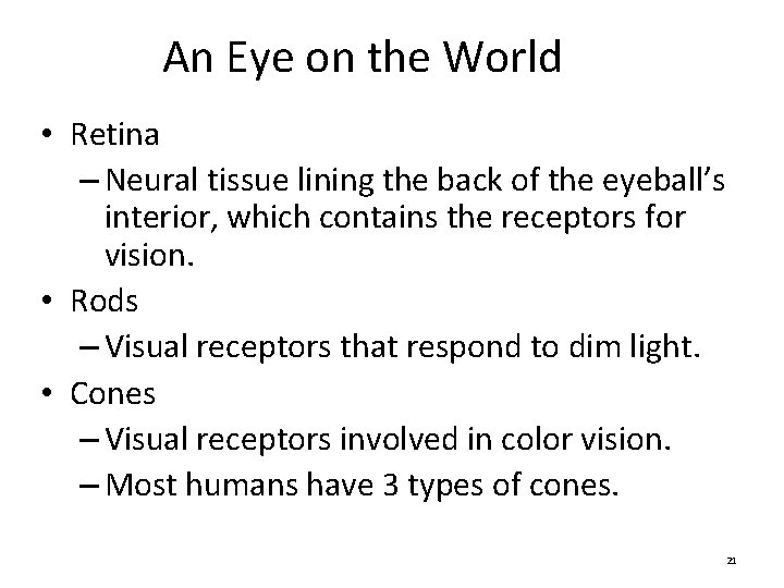 An Eye on the World • Retina – Neural tissue lining the back of An Eye on the World • Retina – Neural tissue lining the back of
