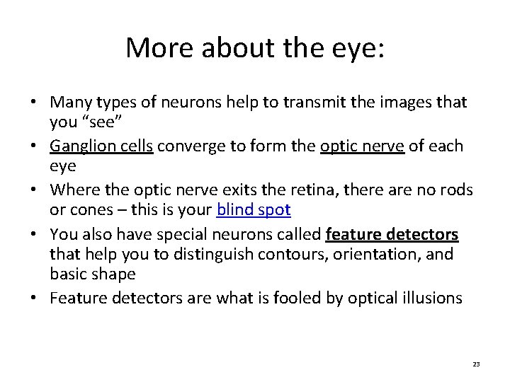 More about the eye: • Many types of neurons help to transmit the images More about the eye: • Many types of neurons help to transmit the images