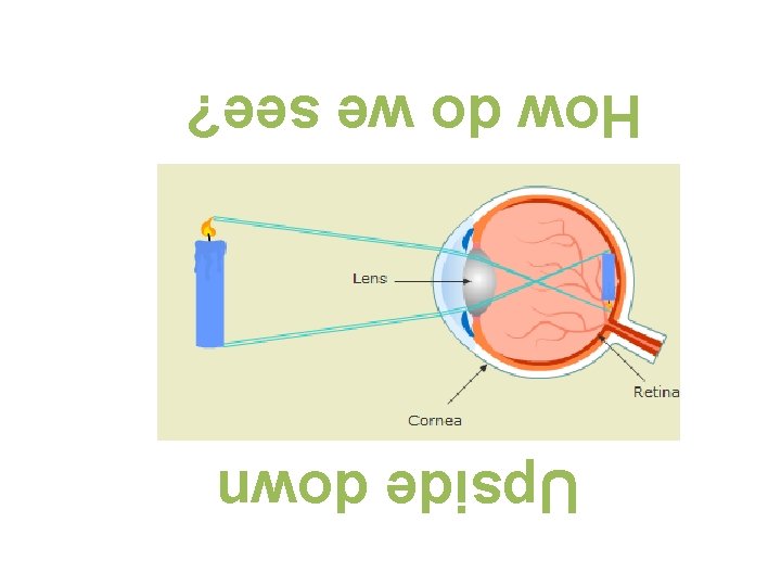 Upside down How do we see? Upside down How do we see?