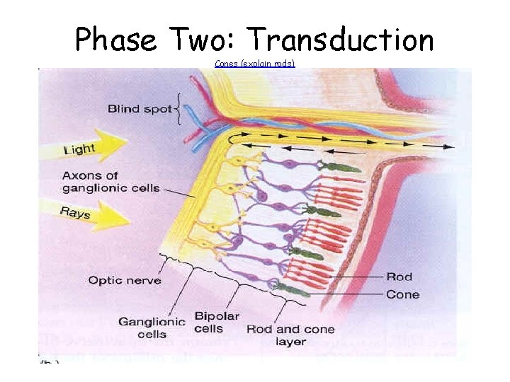 Phase Two: Transduction Cones (explain rods) Phase Two: Transduction Cones (explain rods)