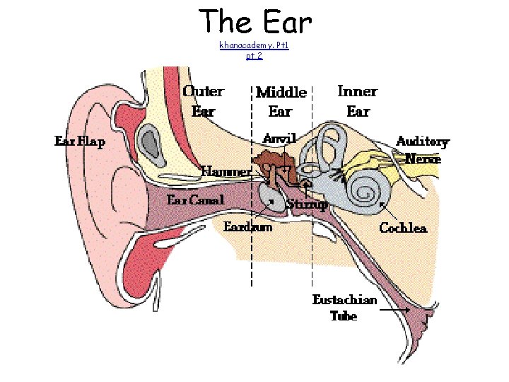 The Ear khanacademy. Pt 1 pt 2 The Ear khanacademy. Pt 1 pt 2