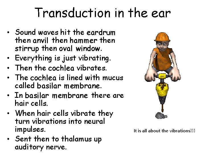 Transduction in the ear • Sound waves hit the eardrum then anvil then hammer Transduction in the ear • Sound waves hit the eardrum then anvil then hammer