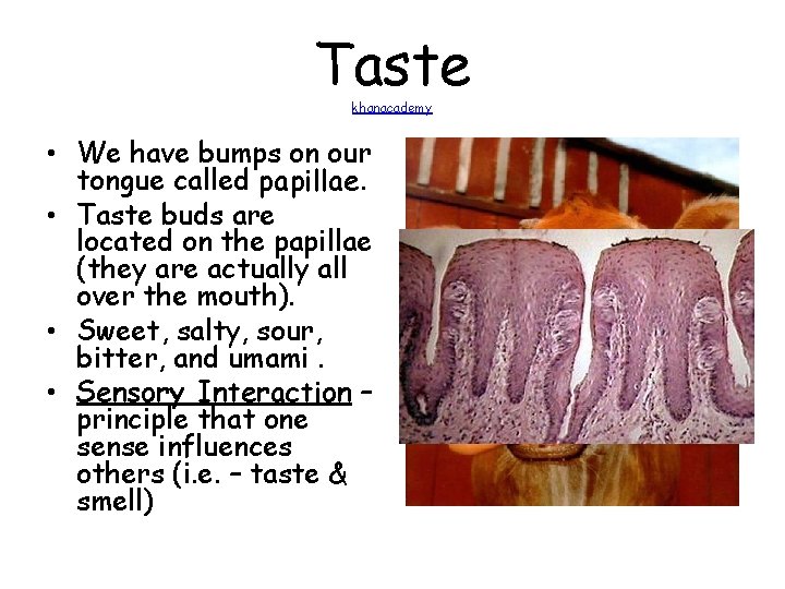 Taste khanacademy • We have bumps on our tongue called papillae. • Taste buds Taste khanacademy • We have bumps on our tongue called papillae. • Taste buds