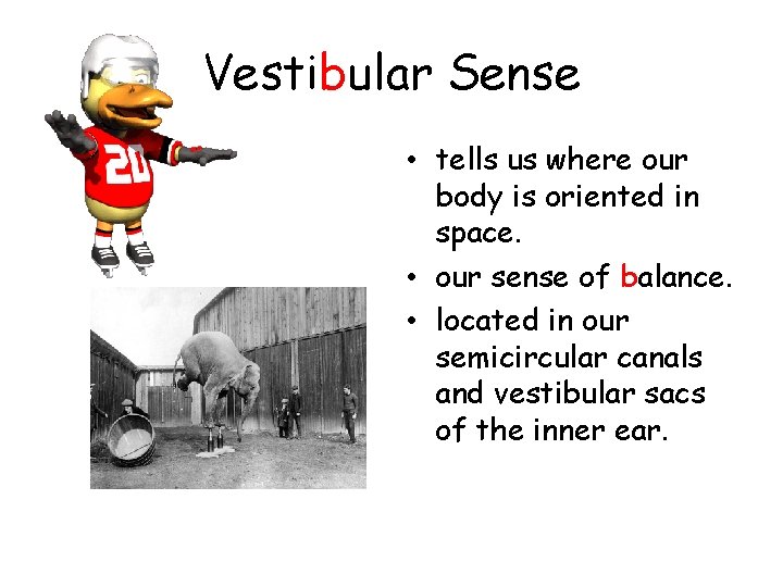 Vestibular Sense • tells us where our body is oriented in space. • our Vestibular Sense • tells us where our body is oriented in space. • our