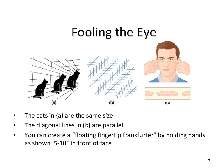 Fooling the Eye • • • The cats in (a) are the same size Fooling the Eye • • • The cats in (a) are the same size