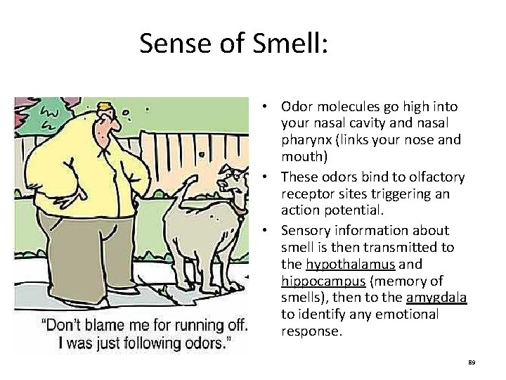Sense of Smell: • Odor molecules go high into your nasal cavity and nasal Sense of Smell: • Odor molecules go high into your nasal cavity and nasal