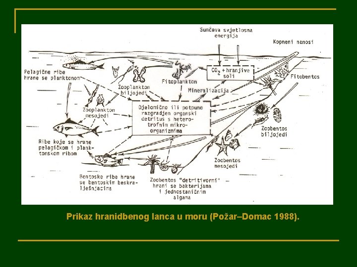 Prikaz hranidbenog lanca u moru (Požar–Domac 1988). 