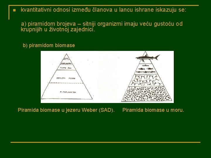 n kvantitativni odnosi između članova u lancu ishrane iskazuju se: a) piramidom brojeva –