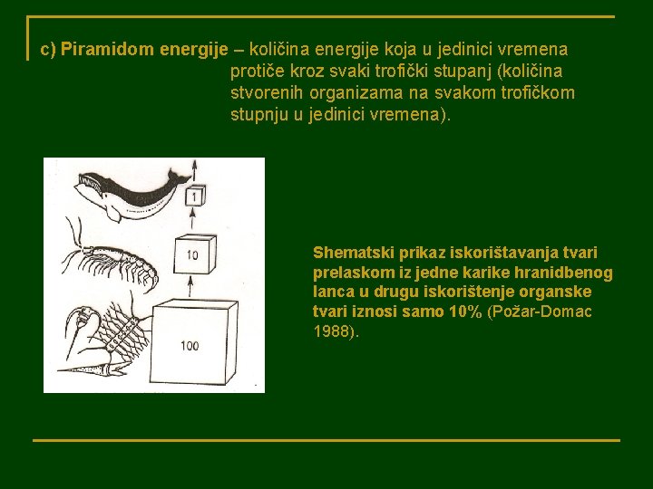 c) Piramidom energije – količina energije koja u jedinici vremena protiče kroz svaki trofički