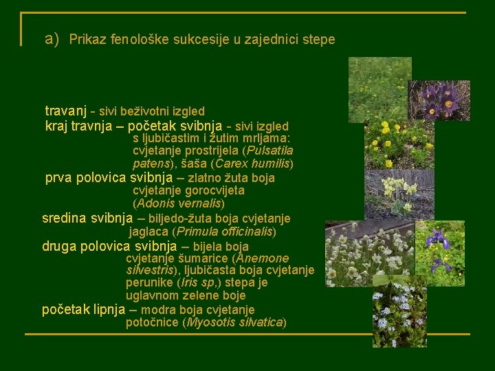 a) Prikaz fenološke sukcesije u zajednici stepe travanj - sivi beživotni izgled kraj travnja