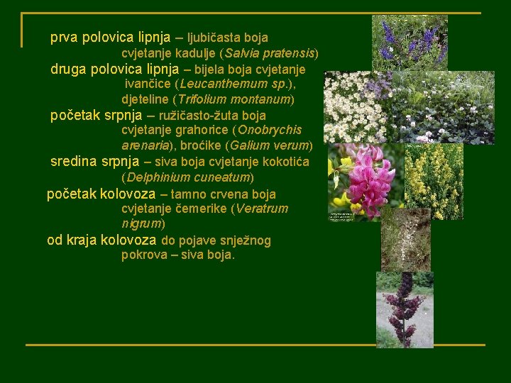 prva polovica lipnja – ljubičasta boja cvjetanje kadulje (Salvia pratensis) druga polovica lipnja –