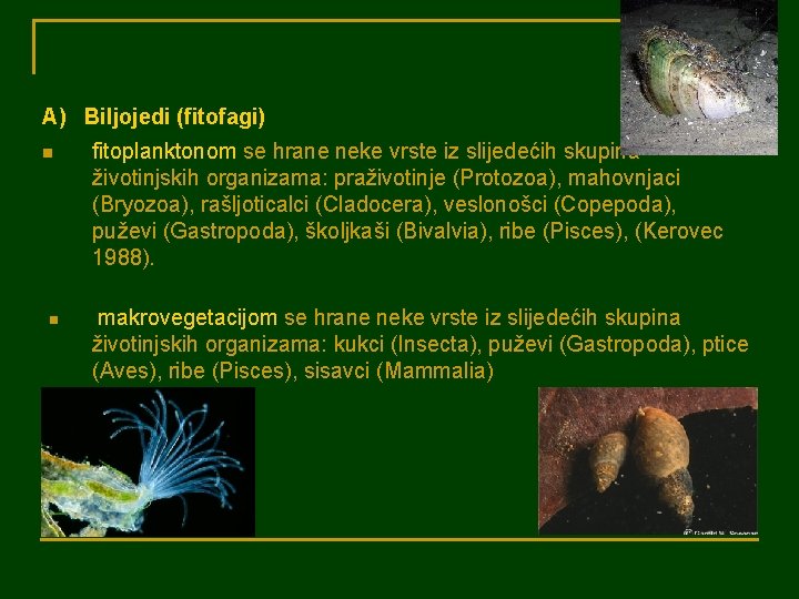 A) Biljojedi (fitofagi) n n fitoplanktonom se hrane neke vrste iz slijedećih skupina životinjskih