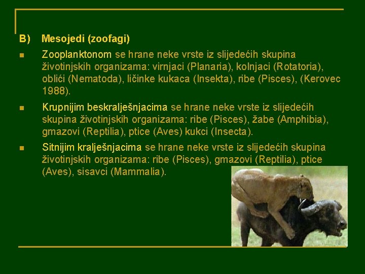 B) Mesojedi (zoofagi) n Zooplanktonom se hrane neke vrste iz slijedećih skupina životinjskih organizama: