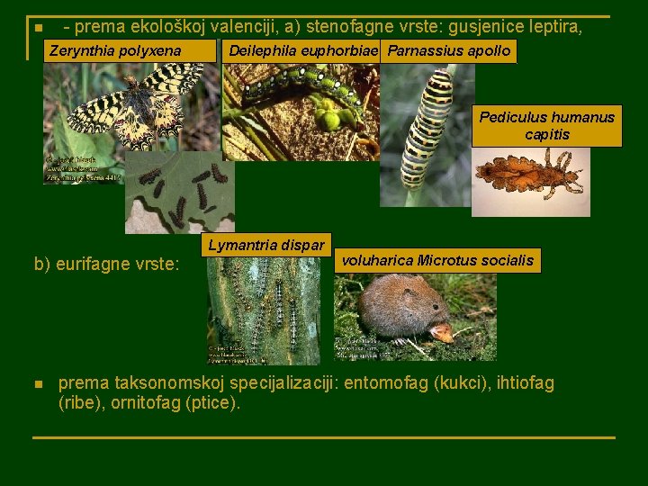 n - prema ekološkoj valenciji, a) stenofagne vrste: gusjenice leptira, itd. Zerynthia polyxena Deilephila