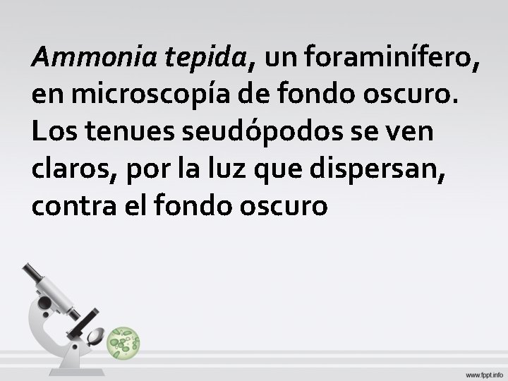 Ammonia tepida, un foraminífero, en microscopía de fondo oscuro. Los tenues seudópodos se ven Ammonia tepida, un foraminífero, en microscopía de fondo oscuro. Los tenues seudópodos se ven