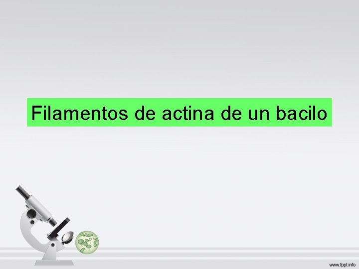 Filamentos de actina de un bacilo Filamentos de actina de un bacilo